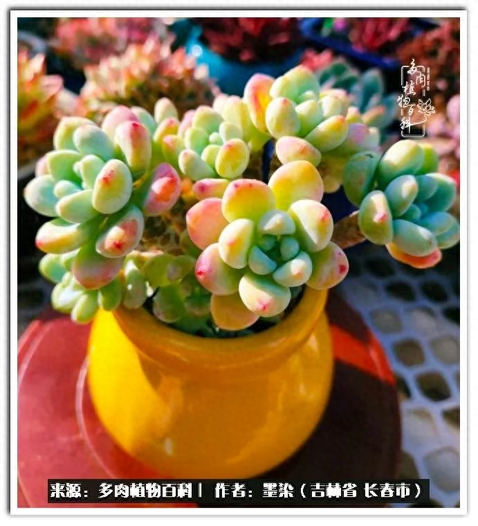 多肉植物淡雪好養(yǎng)嗎_多肉淡雪徒長怎么辦_淡雪多肉怎么養(yǎng)