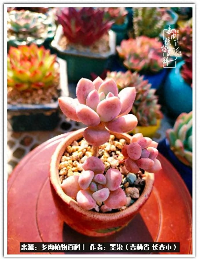 多肉淡雪徒長怎么辦_多肉植物淡雪好養(yǎng)嗎_淡雪多肉怎么養(yǎng)