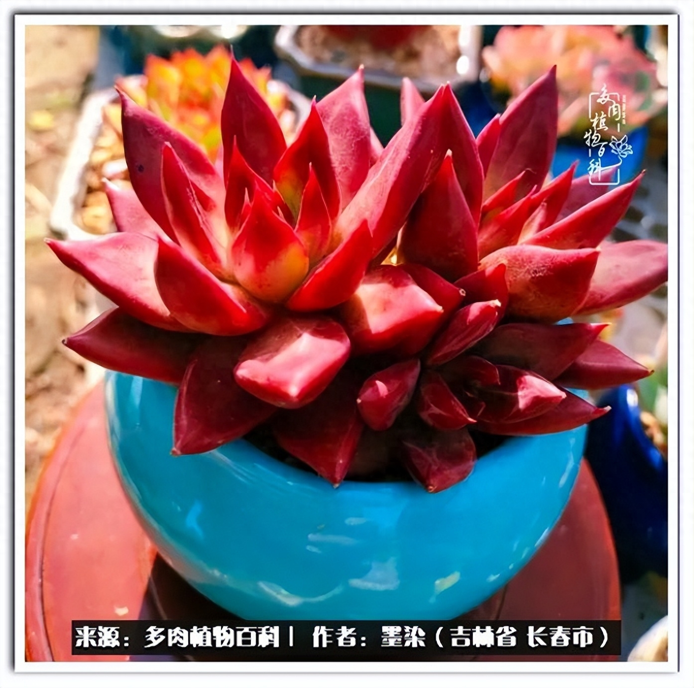 多肉淡雪徒長怎么辦_多肉植物淡雪好養(yǎng)嗎_淡雪多肉怎么養(yǎng)