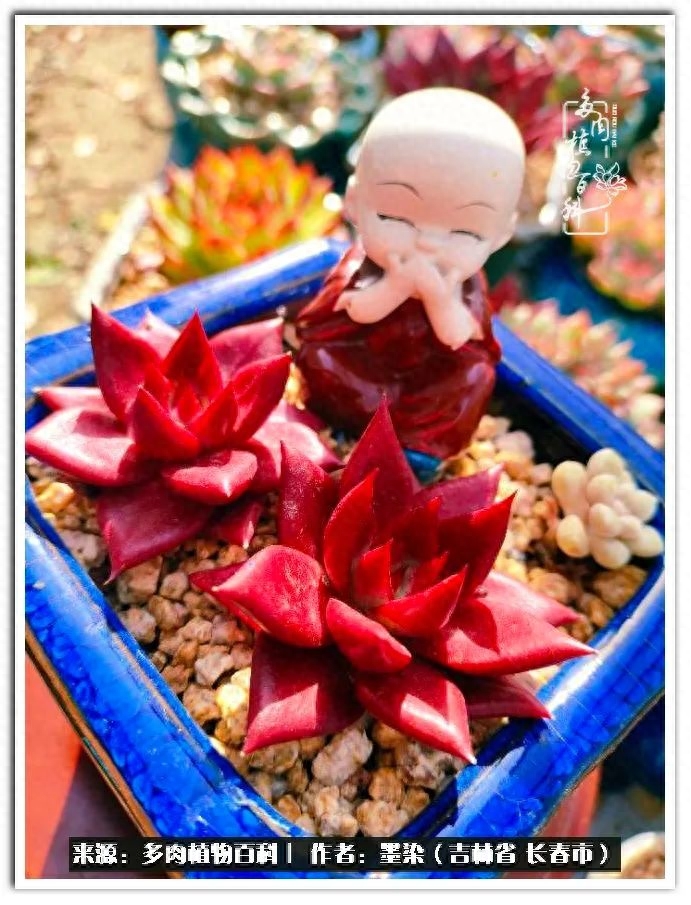 多肉植物淡雪好養(yǎng)嗎_多肉淡雪徒長怎么辦_淡雪多肉怎么養(yǎng)