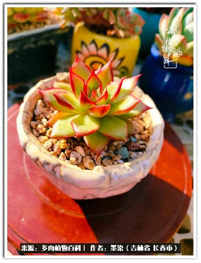 多肉淡雪徒長怎么辦_多肉植物淡雪好養(yǎng)嗎_淡雪多肉怎么養(yǎng)