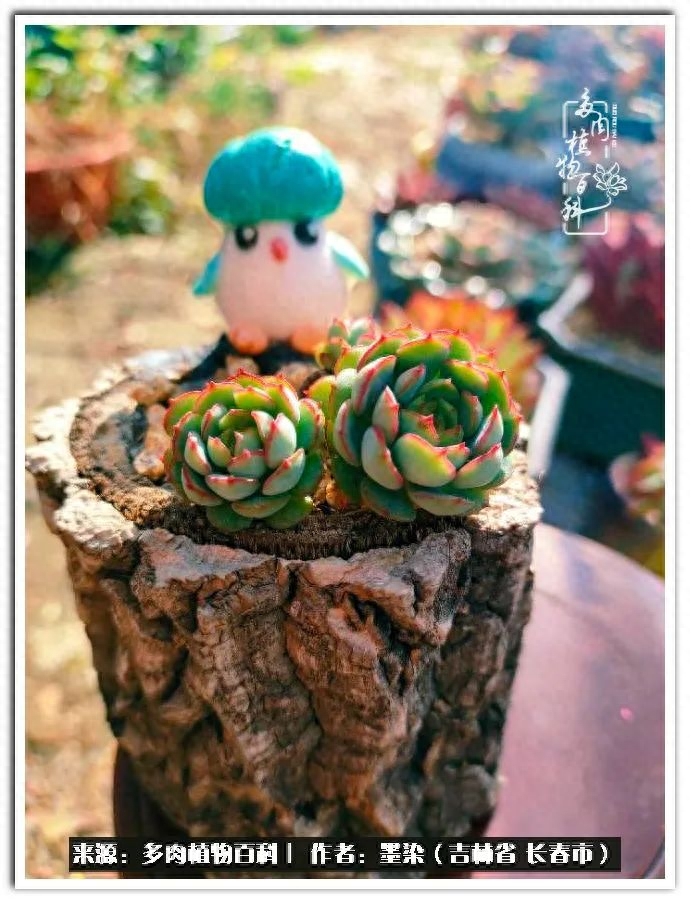 多肉淡雪徒長怎么辦_多肉植物淡雪好養(yǎng)嗎_淡雪多肉怎么養(yǎng)