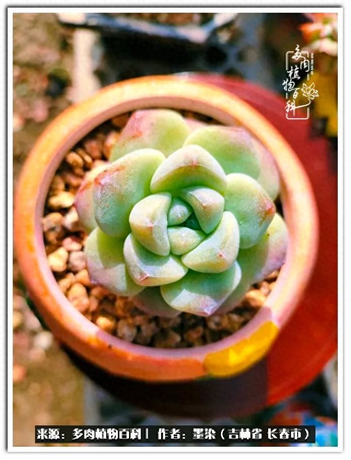 淡雪多肉怎么養(yǎng)_多肉植物淡雪好養(yǎng)嗎_多肉淡雪徒長怎么辦