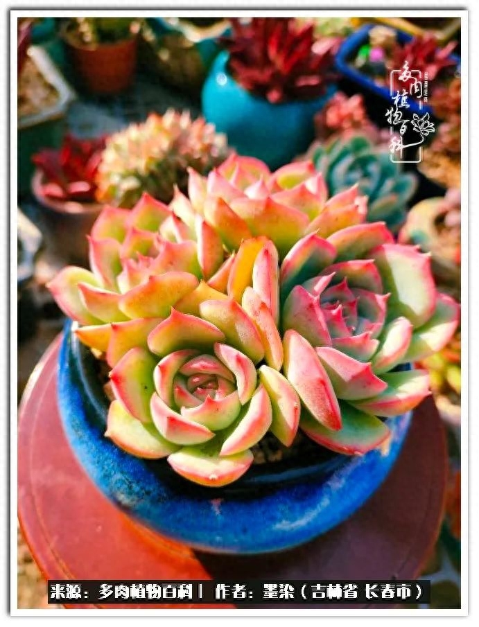 多肉植物淡雪好養(yǎng)嗎_淡雪多肉怎么養(yǎng)_多肉淡雪徒長怎么辦