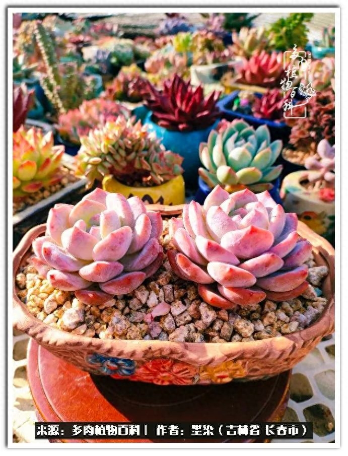 淡雪多肉怎么養(yǎng)_多肉植物淡雪好養(yǎng)嗎_多肉淡雪徒長怎么辦