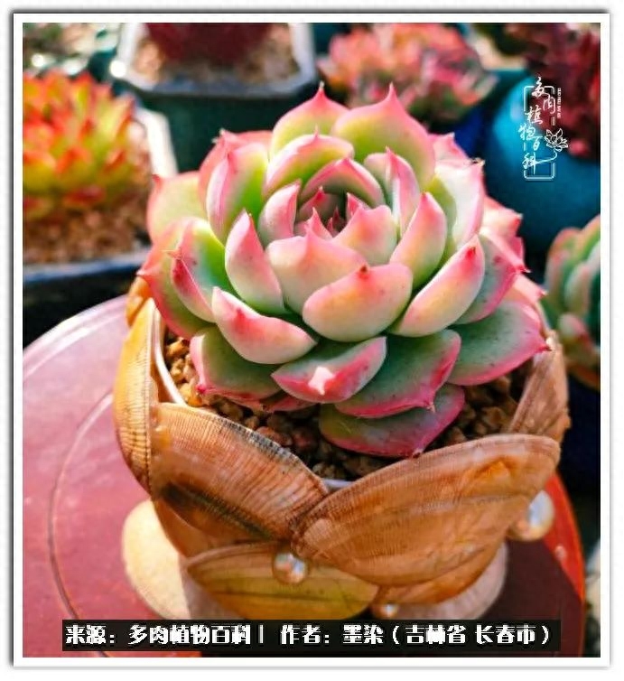 淡雪多肉怎么養(yǎng)_多肉植物淡雪好養(yǎng)嗎_多肉淡雪徒長怎么辦