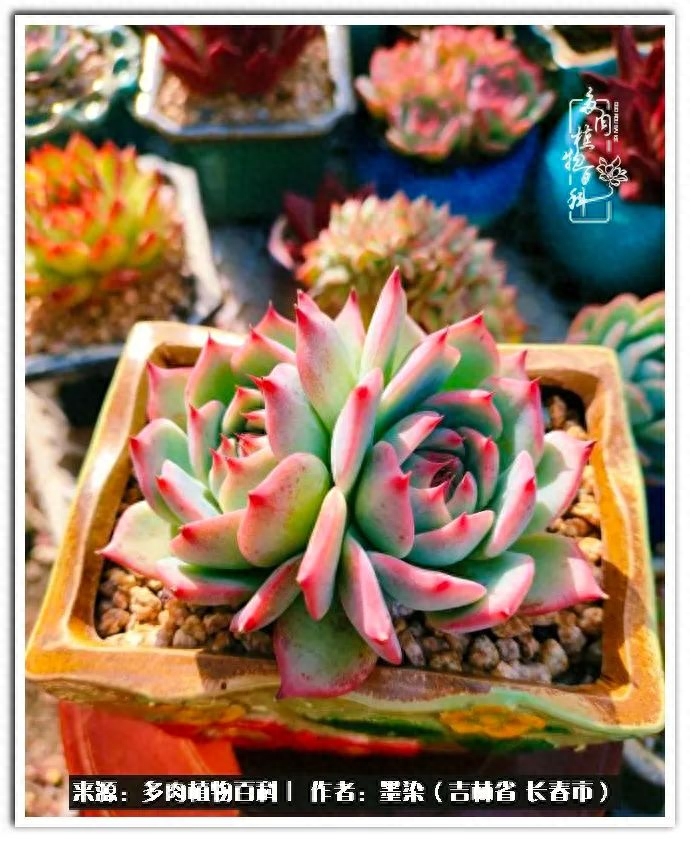 淡雪多肉怎么養(yǎng)_多肉植物淡雪好養(yǎng)嗎_多肉淡雪徒長怎么辦