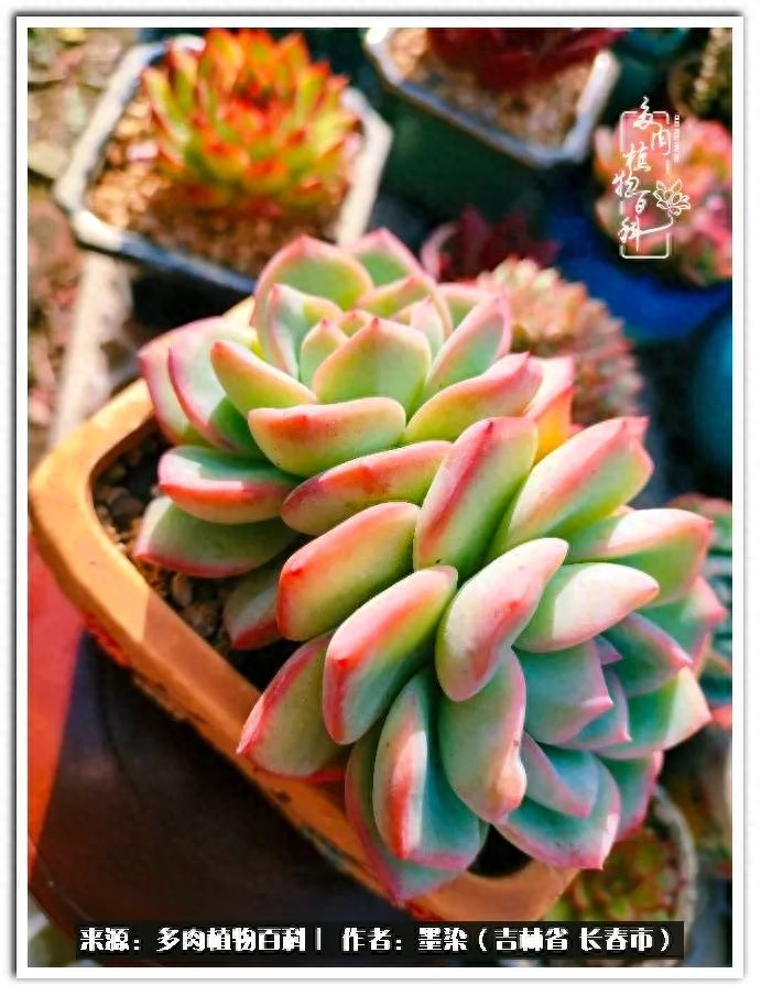 多肉淡雪徒長怎么辦_多肉植物淡雪好養(yǎng)嗎_淡雪多肉怎么養(yǎng)