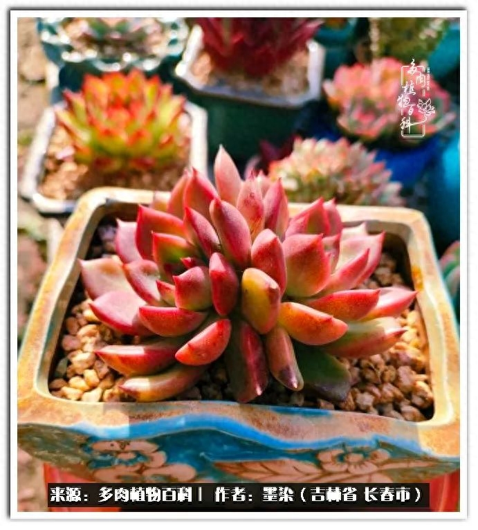 多肉植物淡雪好養(yǎng)嗎_淡雪多肉怎么養(yǎng)_多肉淡雪徒長怎么辦