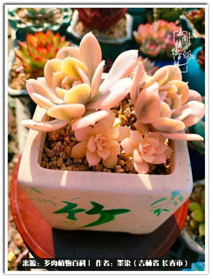 多肉植物淡雪好養(yǎng)嗎_多肉淡雪徒長怎么辦_淡雪多肉怎么養(yǎng)