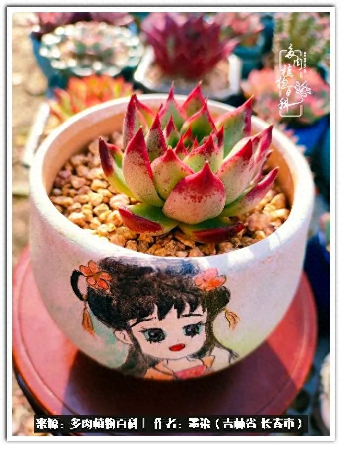 淡雪多肉怎么養(yǎng)_多肉植物淡雪好養(yǎng)嗎_多肉淡雪徒長怎么辦
