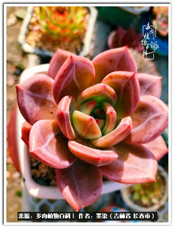 多肉淡雪徒長怎么辦_淡雪多肉怎么養(yǎng)_多肉植物淡雪好養(yǎng)嗎