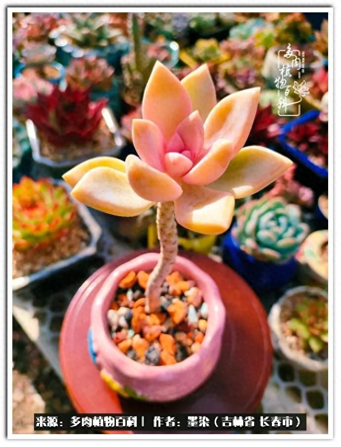 淡雪多肉怎么養(yǎng)_多肉植物淡雪好養(yǎng)嗎_多肉淡雪徒長怎么辦