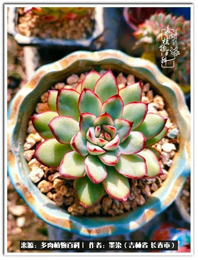 多肉植物淡雪好養(yǎng)嗎_多肉淡雪徒長怎么辦_淡雪多肉怎么養(yǎng)