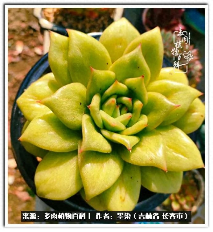 淡雪多肉怎么養(yǎng)_多肉淡雪徒長怎么辦_多肉植物淡雪好養(yǎng)嗎