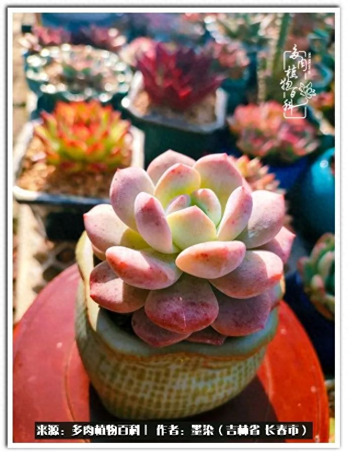 淡雪多肉怎么養(yǎng)_多肉植物淡雪好養(yǎng)嗎_多肉淡雪徒長怎么辦
