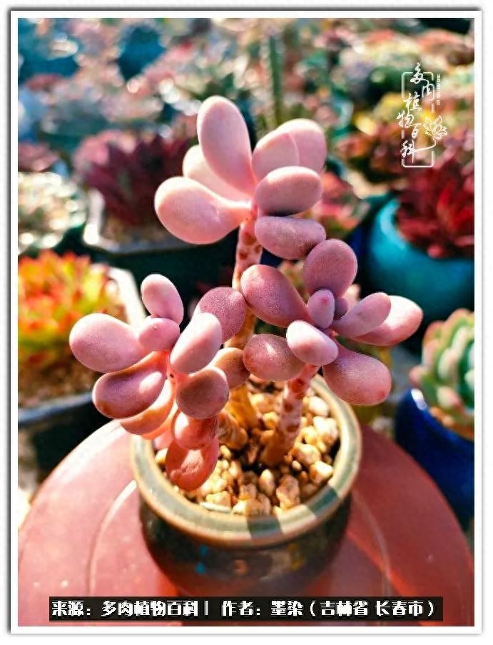 多肉植物淡雪好養(yǎng)嗎_淡雪多肉怎么養(yǎng)_多肉淡雪徒長怎么辦