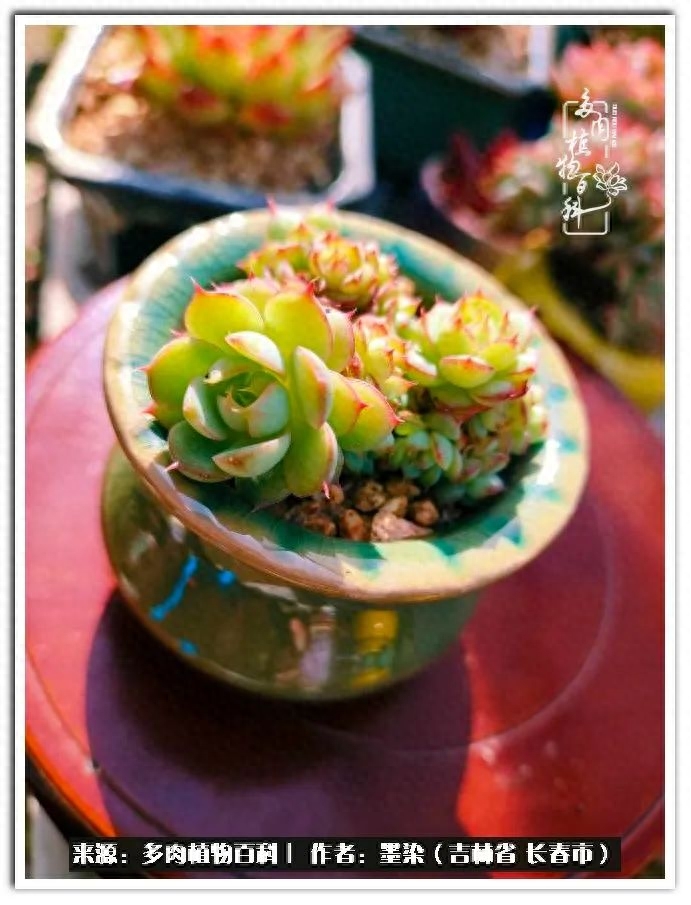 淡雪多肉怎么養(yǎng)_多肉植物淡雪好養(yǎng)嗎_多肉淡雪徒長怎么辦