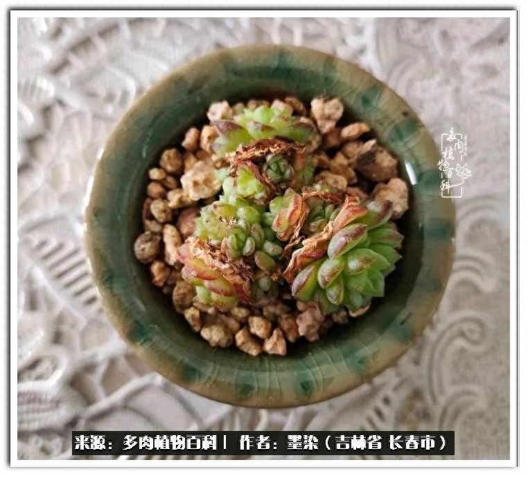 淡雪多肉怎么養(yǎng)_多肉植物淡雪好養(yǎng)嗎_多肉淡雪徒長怎么辦