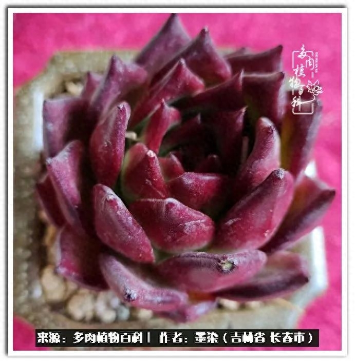 多肉淡雪徒長怎么辦_淡雪多肉怎么養(yǎng)_多肉植物淡雪好養(yǎng)嗎