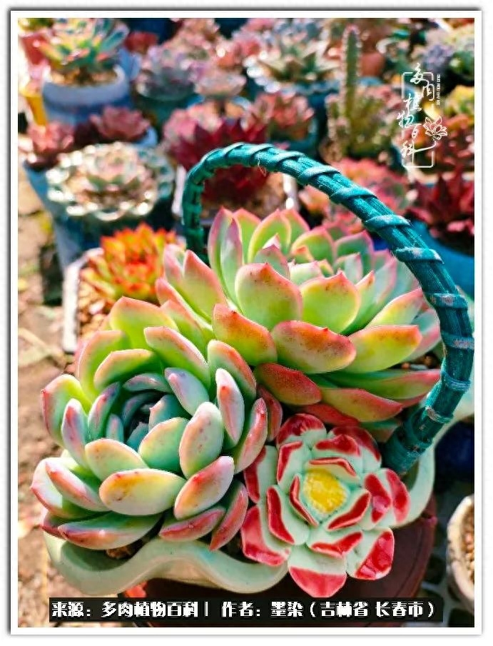 淡雪多肉怎么養(yǎng)_多肉淡雪徒長怎么辦_多肉植物淡雪好養(yǎng)嗎