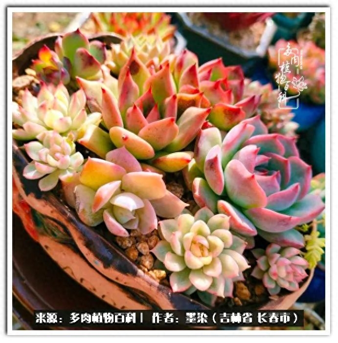 多肉淡雪徒長怎么辦_多肉植物淡雪好養(yǎng)嗎_淡雪多肉怎么養(yǎng)