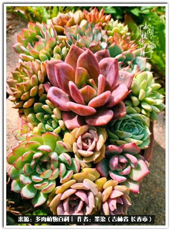 多肉淡雪徒長怎么辦_淡雪多肉怎么養(yǎng)_多肉植物淡雪好養(yǎng)嗎