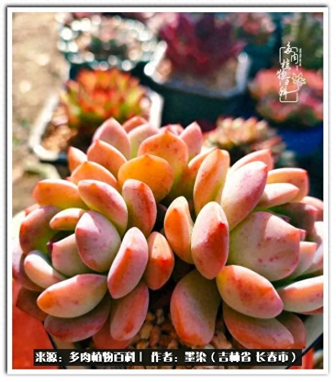 淡雪多肉怎么養(yǎng)_多肉植物淡雪好養(yǎng)嗎_多肉淡雪徒長怎么辦