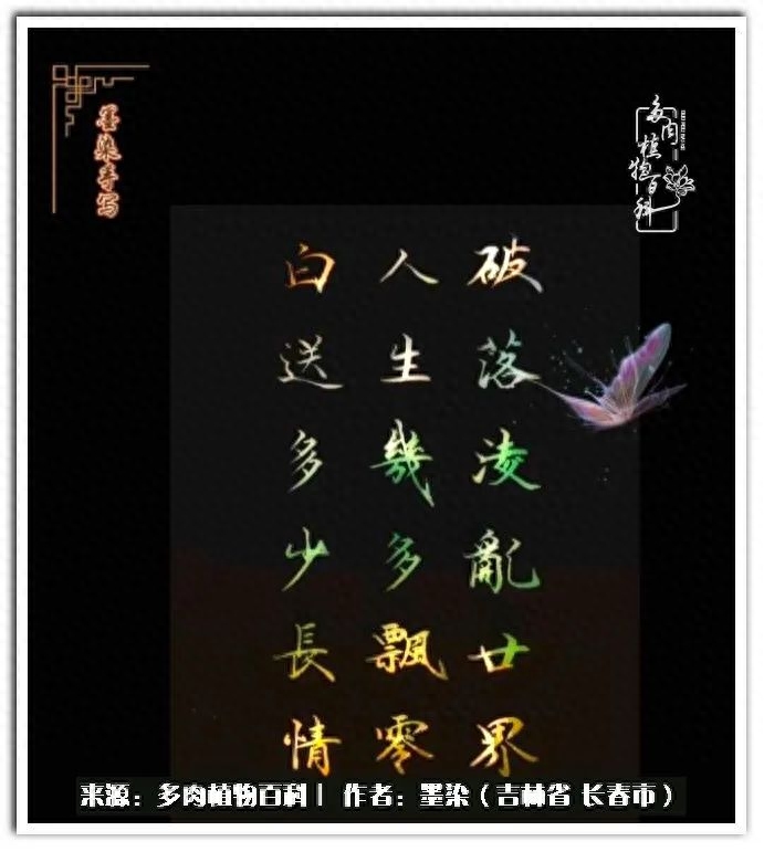 淡雪多肉怎么養(yǎng)_多肉植物淡雪好養(yǎng)嗎_多肉淡雪徒長怎么辦