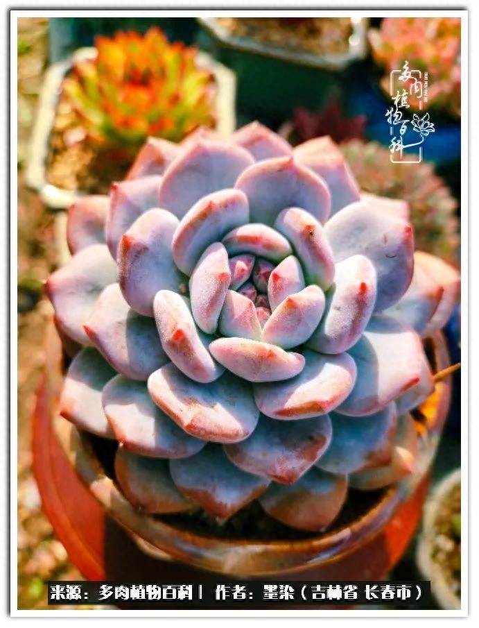 多肉淡雪徒長怎么辦_多肉植物淡雪好養(yǎng)嗎_淡雪多肉怎么養(yǎng)