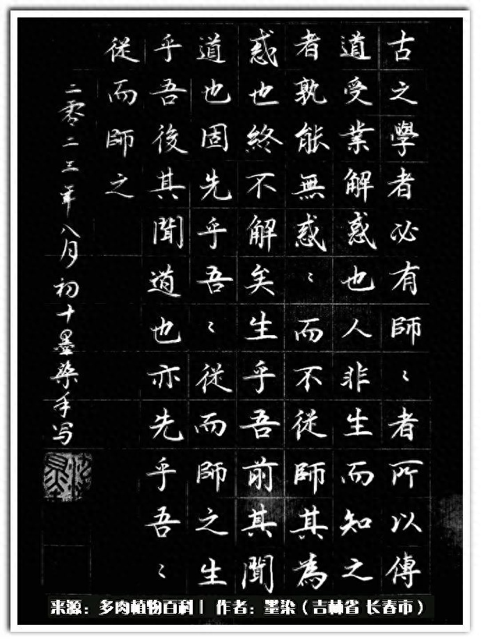 多肉淡雪徒長怎么辦_淡雪多肉怎么養(yǎng)_多肉植物淡雪好養(yǎng)嗎