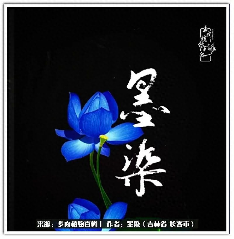 多肉植物淡雪好養(yǎng)嗎_淡雪多肉怎么養(yǎng)_多肉淡雪徒長怎么辦