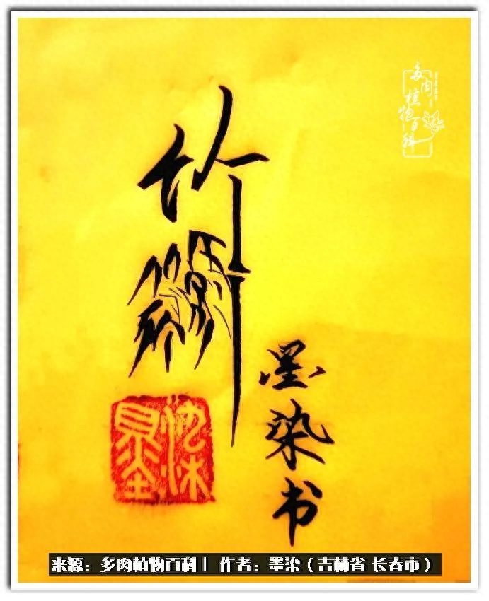 淡雪多肉怎么養(yǎng)_多肉淡雪徒長怎么辦_多肉植物淡雪好養(yǎng)嗎