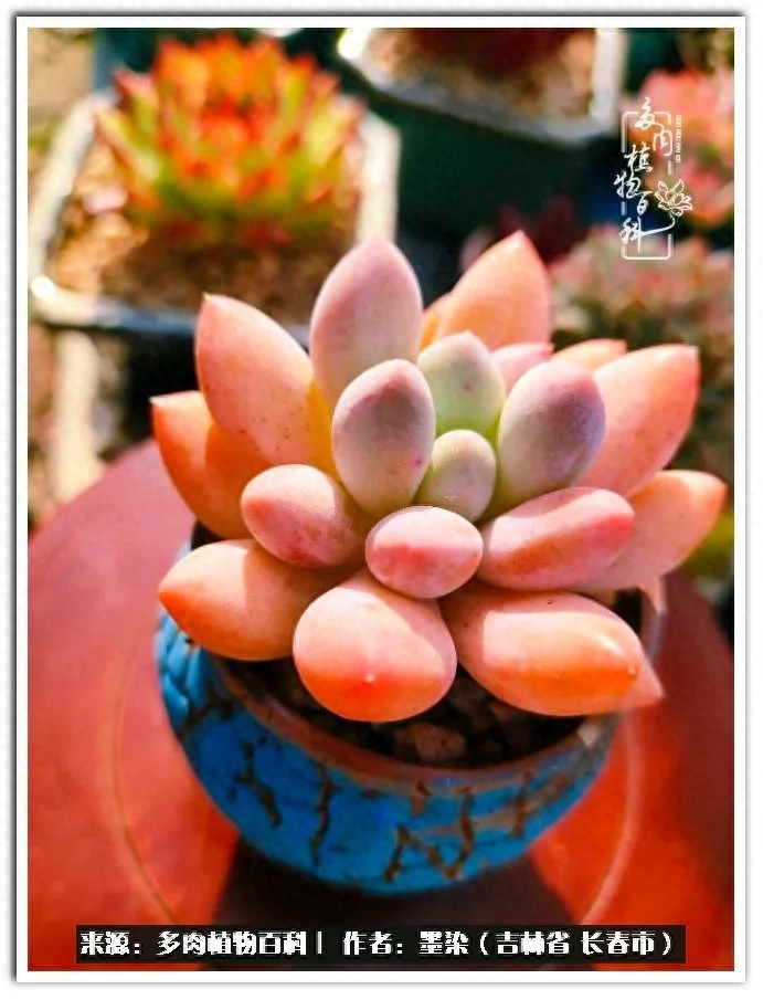 淡雪多肉怎么養(yǎng)_多肉植物淡雪好養(yǎng)嗎_多肉淡雪徒長怎么辦