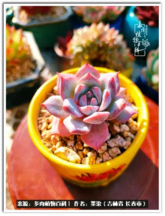 淡雪多肉怎么養(yǎng)_多肉植物淡雪好養(yǎng)嗎_多肉淡雪徒長怎么辦