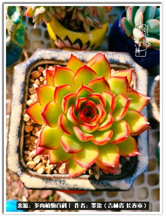 多肉植物淡雪好養(yǎng)嗎_多肉淡雪徒長怎么辦_淡雪多肉怎么養(yǎng)