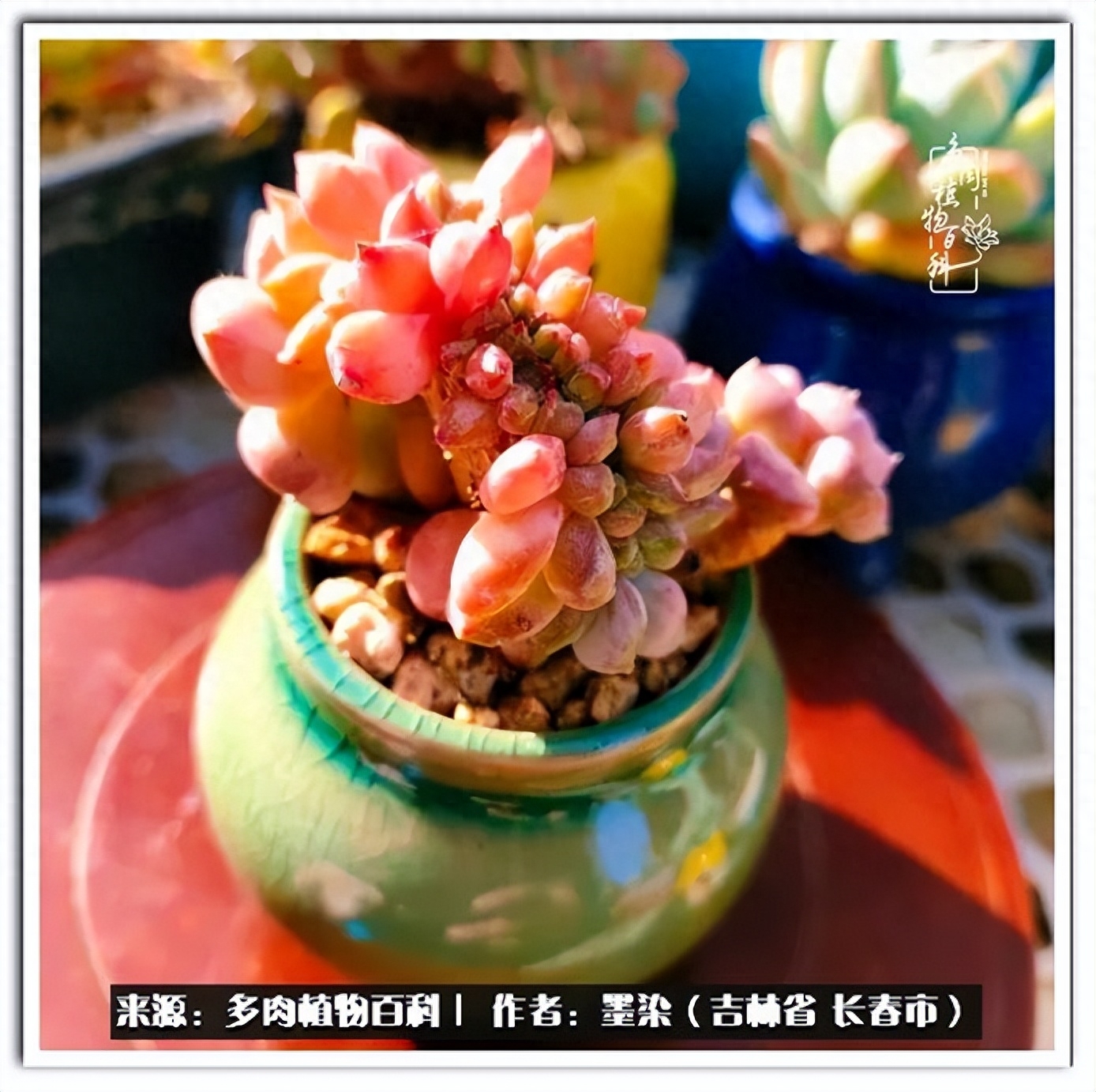 多肉植物淡雪好養(yǎng)嗎_淡雪多肉怎么養(yǎng)_多肉淡雪徒長怎么辦