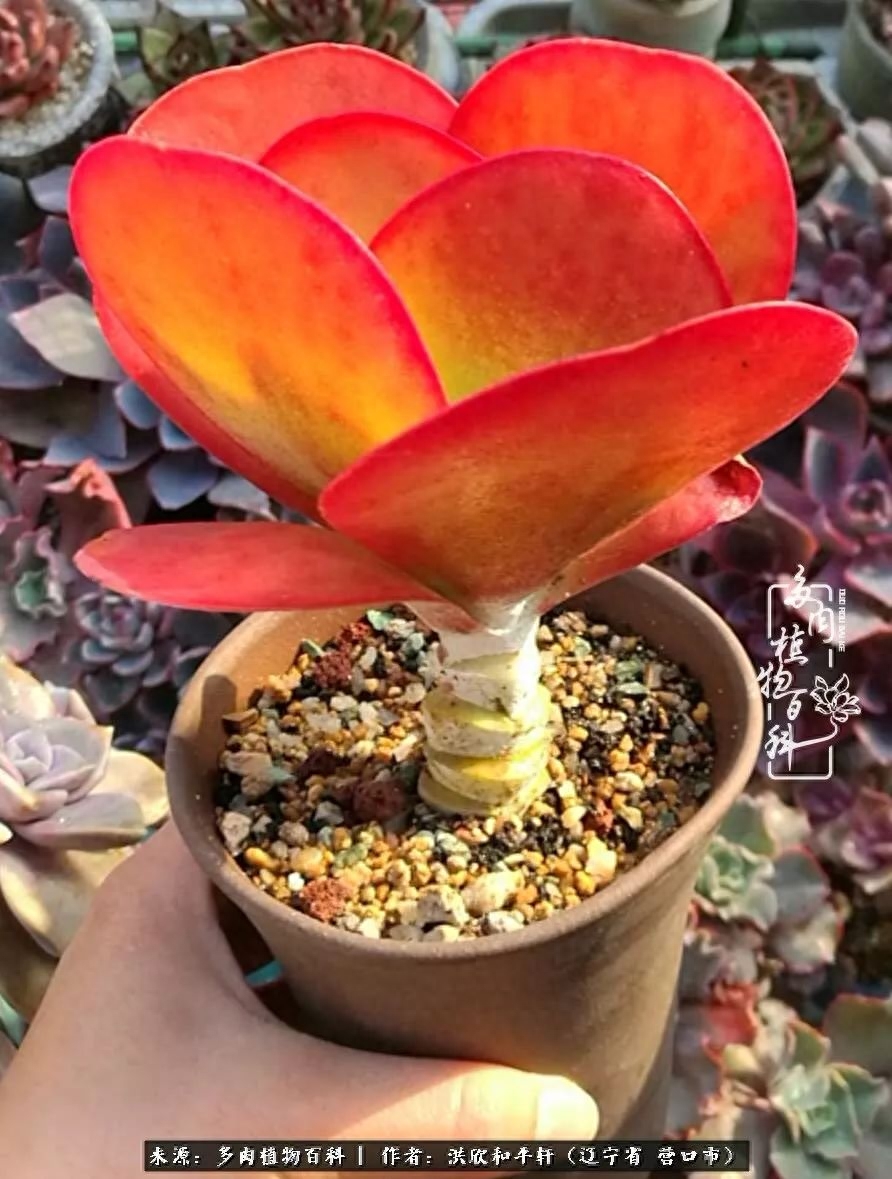 焜黃華葉衰，多肉美如畫！秋末冬初多肉們的繽紛呈現(xiàn)