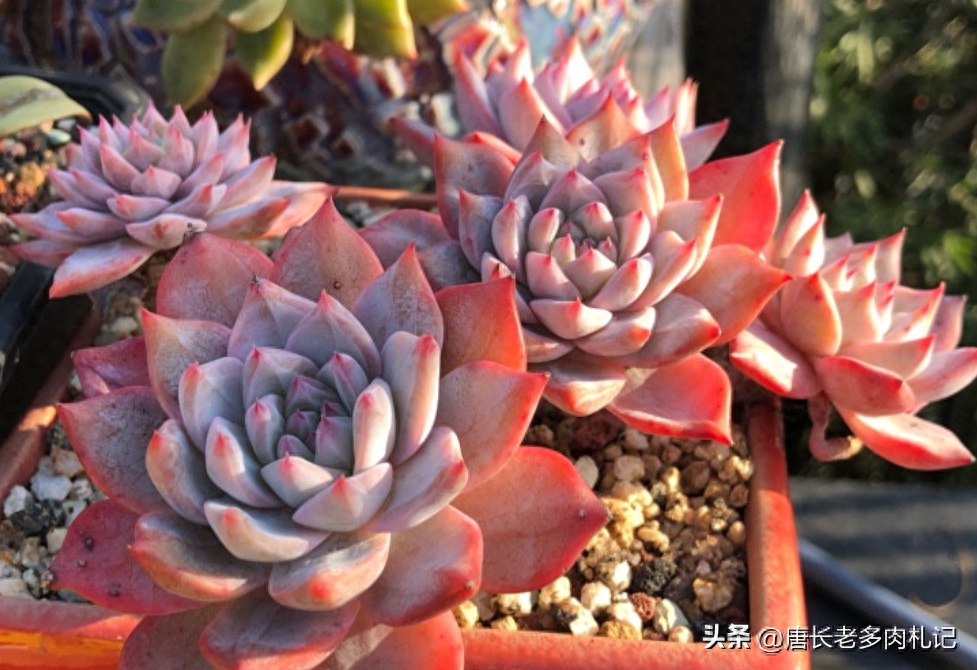 流水的多肉鐵打的盆！各位養肉人，你覺得是買盆還是買多肉費錢？