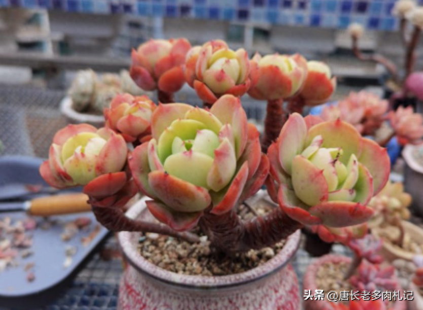 多肉淡雪的養(yǎng)殖_多肉淡雪怎么養(yǎng)才好看_淡雪多肉怎么養(yǎng)