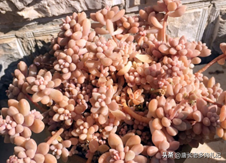 多肉淡雪怎么養(yǎng)才好看_多肉淡雪的養(yǎng)殖_淡雪多肉怎么養(yǎng)