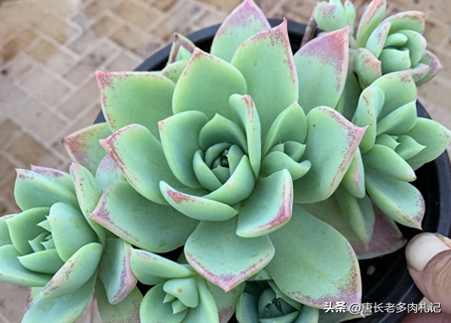 淡雪多肉怎么養(yǎng)_多肉淡雪的養(yǎng)殖_多肉淡雪怎么養(yǎng)才好看