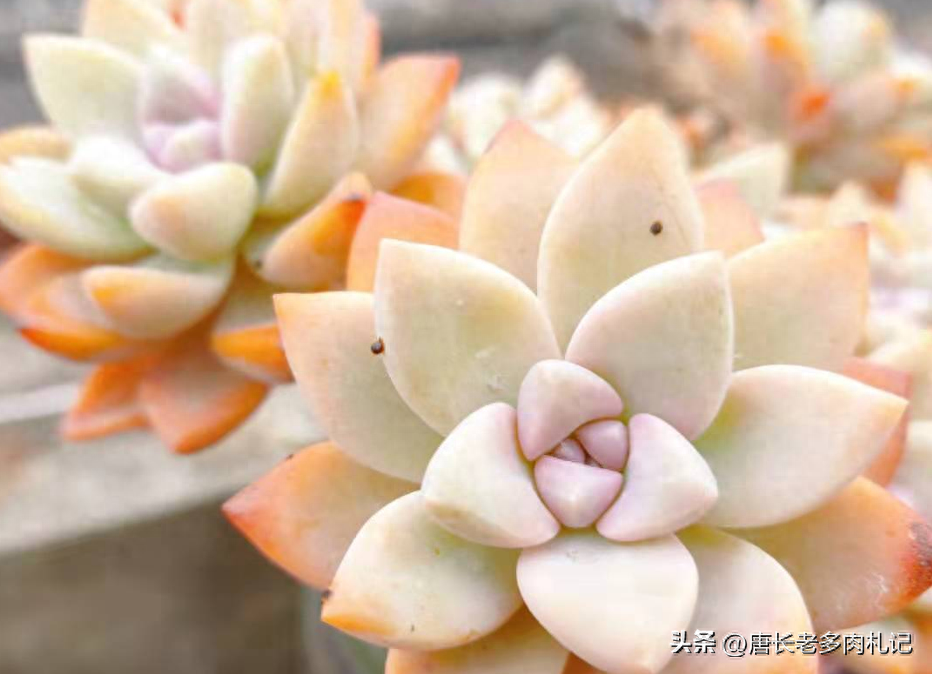 多肉淡雪怎么養(yǎng)才好看_多肉淡雪的養(yǎng)殖_淡雪多肉怎么養(yǎng)