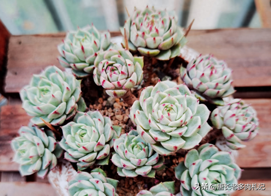 淡雪多肉怎么養(yǎng)_多肉淡雪怎么養(yǎng)才好看_多肉淡雪的養(yǎng)殖