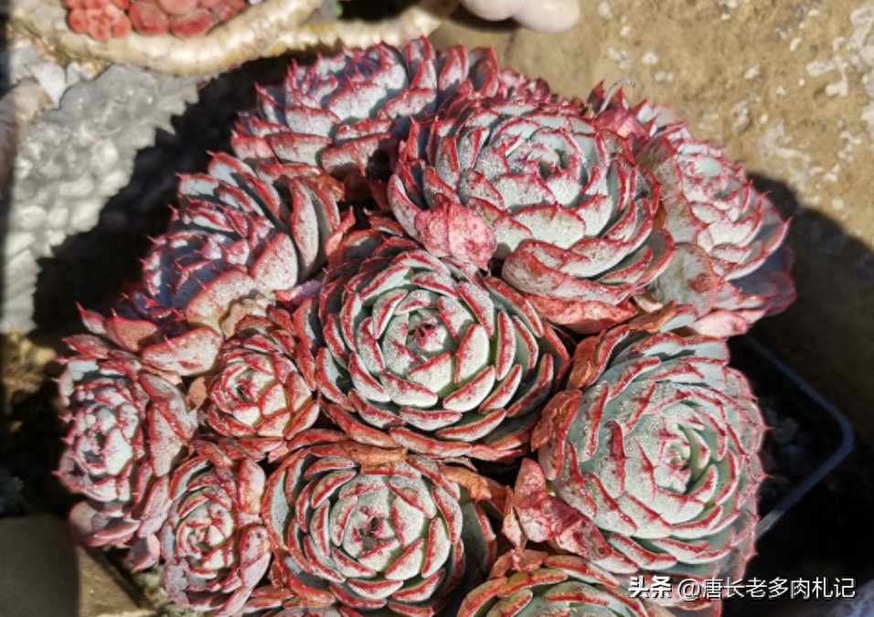 多肉淡雪的養(yǎng)殖_多肉淡雪怎么養(yǎng)才好看_淡雪多肉怎么養(yǎng)