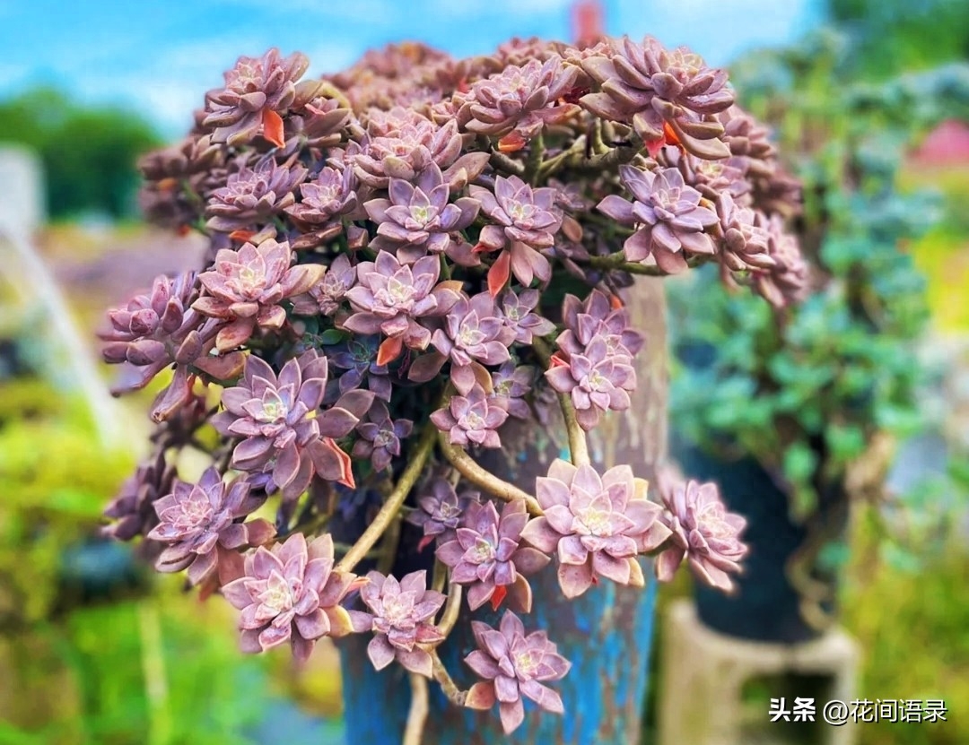 坐標江蘇，這款多肉太好養(yǎng)了，給足陽光就漂亮，夏天也紅艷艷