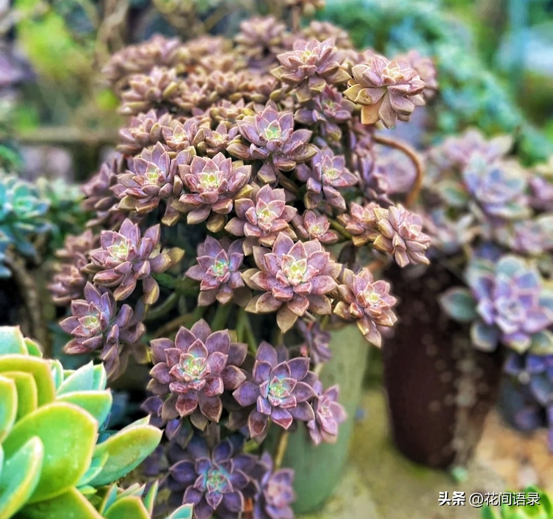 淡雪多肉怎么養_多肉淡雪徒長怎么辦_淡雪多肉用什么土養好