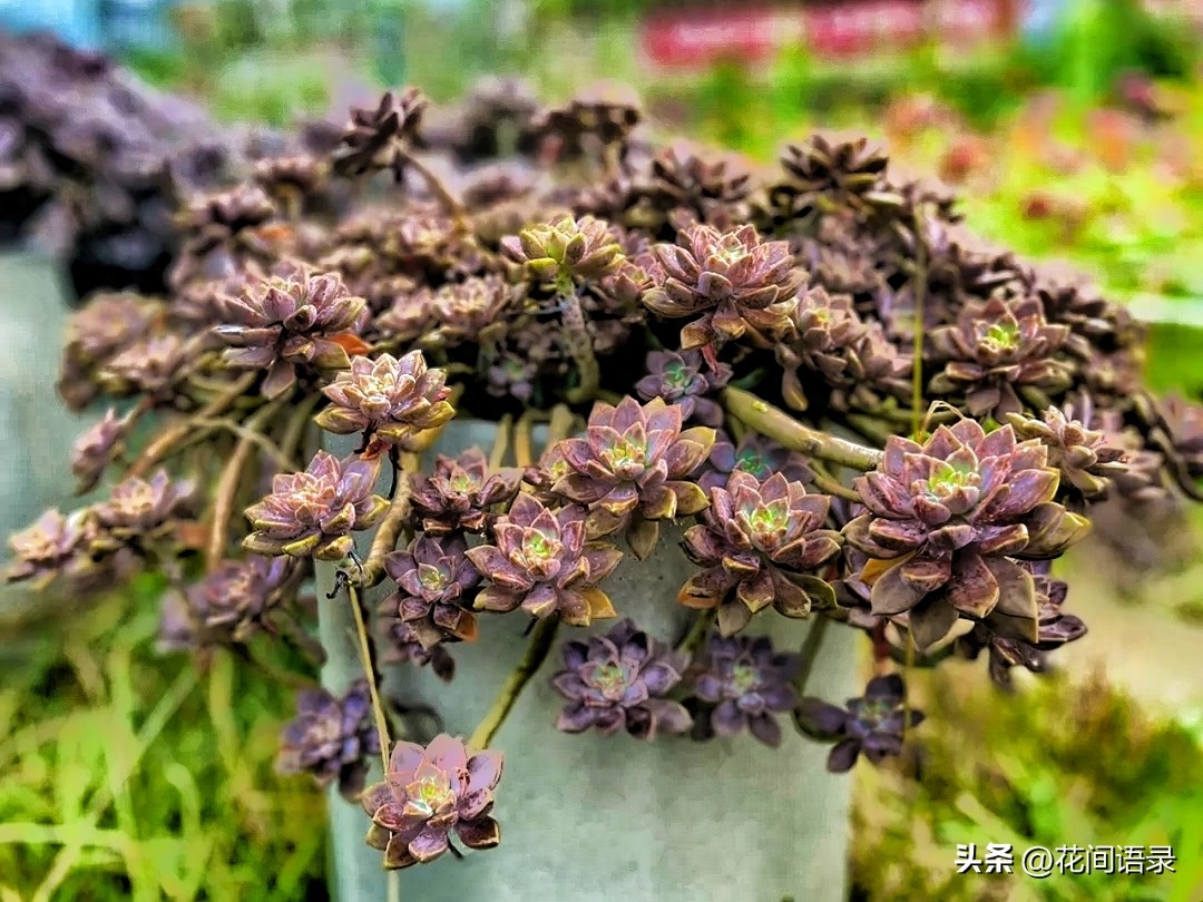 淡雪多肉怎么養_淡雪多肉用什么土養好_多肉淡雪徒長怎么辦