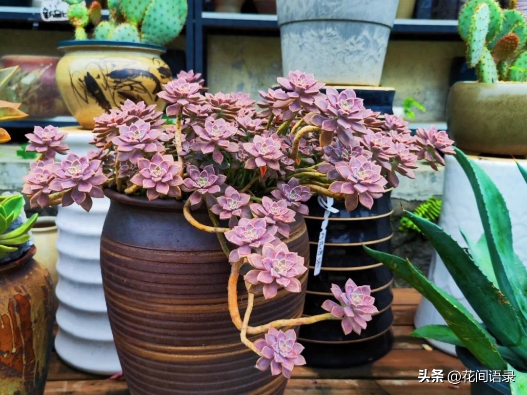 淡雪多肉怎么養_淡雪多肉用什么土養好_多肉淡雪徒長怎么辦