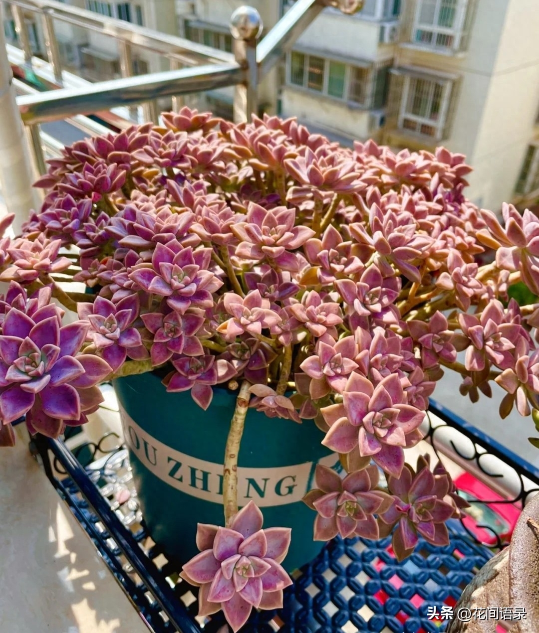 淡雪多肉用什么土養好_多肉淡雪徒長怎么辦_淡雪多肉怎么養